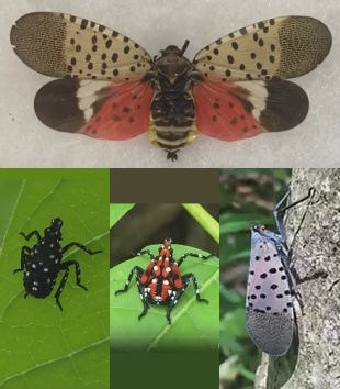 Spotted Lantern Fly